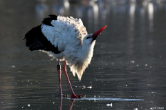 2512-Cigogne-blanche-07