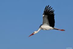 2512-Cigogne-blanche-12