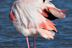 2512-Flamant-rose-30