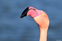 2512-Flamant-rose-33