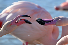 2512-Flamant-rose-37