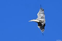 2512-Heron-cendre-03