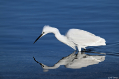 2601-Aigrette-garzette-01