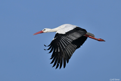 2601-Cigogne-blanche-15