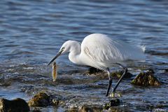 2602-Aigrette-garzette-01