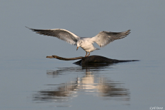 2602-Mouette-rieuse-03