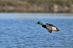2604-Canard-colvert-02