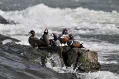 2606-Arlequin-plongeur-Myvatn-Islande-02