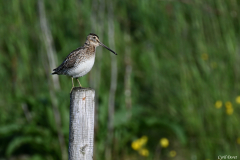 2606-Becassine-des-marais-Islande-02