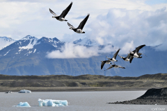 2606-Bernache-nonette-Islande-14