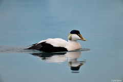 2606-Eider-a-duvet-Islande-15