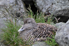 2606-Eider-a-duvet-Islande-22