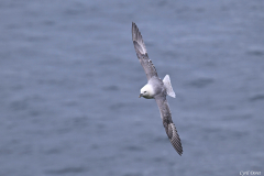 2606-Fulmar-boreal-Iles-Vestmann-Islande-03