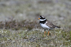 2606-Grand-gravelot-Islande-05