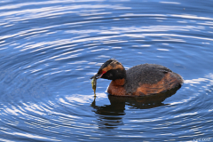 2606-Grebe-esclavon-Myvatn-Islande-06