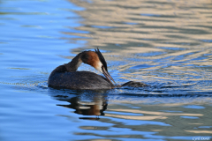 2606-Grebe-huppe-Copenhague-04