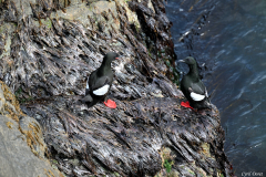 2606-Guillemot-a-miroir-Fauskasandur-Islande-02
