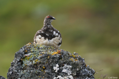 2606-Lagopede-alpinHveradalir-Islande-02