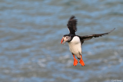2606-Macareux-moine-Hafnarholmi-Islande-29