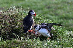 2606-Macareux-moine-Hafnarholmi-Islande-38