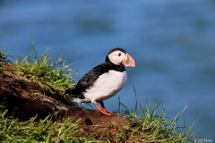 2606-Macareux-moine-Hafnarholmi-Islande-39