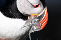 2606-Macareux-moine-Hafnarholmi-Islande-40