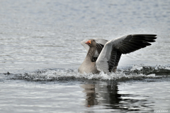 2606-Oie-cendree-Islande-07