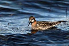2606-Phalarope-a-bec-etroit-Islande-12