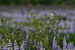 2606-Pipit-farlouse-Islande-02