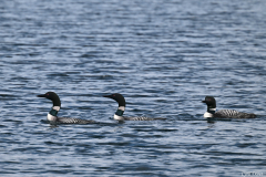 2606-Plongeon-imbrin-Islande-05