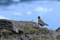 2606-Pluvier-dore-Islande-02