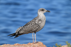 2607-Goeland-leucophee-02