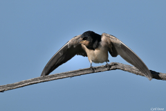 2607-Hirondelle-rustique-10