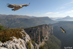 Montage-vautours-02_01-scaled