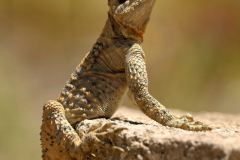 2305-Agame-de-roche-Jordanie-06-scaled