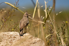 2305-Cochevis-huppe-Jordanie-01-scaled