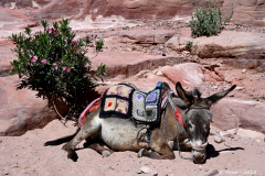 2305-Petra-100_1-scaled