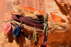 2305-Petra-51_1-scaled