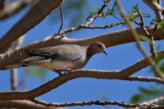 2305-Tourterelle-maillee-Jordanie-04_1-scaled