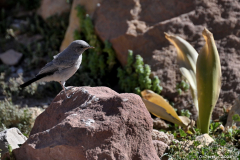 2305-Traquet-a-queue-noire-Jordanie-01_1-scaled