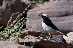 2305-Traquet-deuil-Jordanie-01_1-scaled