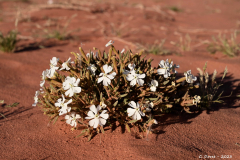 2305-Wadi-Rum-89_1-scaled