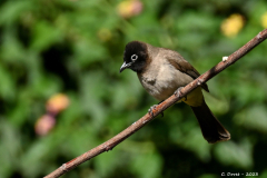 2305-xBubul-dArabie-Jordanie-03_1-scaled