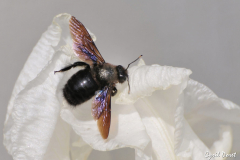 0805-Bourdon-01_01-scaled