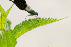 0807-Agrion-01_01-scaled
