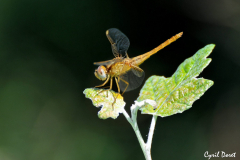 0908-Libellule-02-scaled