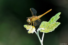 0908-Libellule-02
