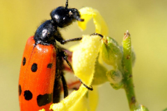 1008-Mylabre-a-quatre-points-01-scaled