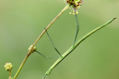 1205-Phasme-02_01-scaled