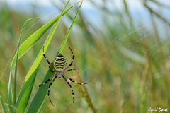 1306-Argiope-01-scaled